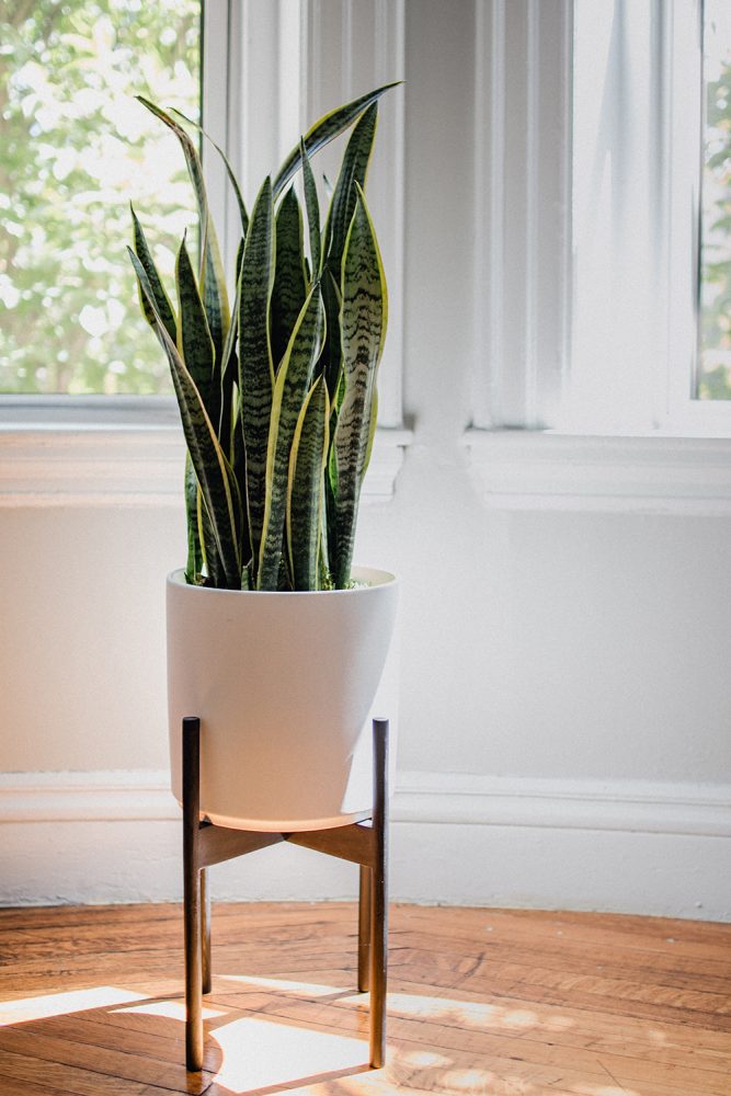 Snake plant in a white pot with a wooden stand in front of a window.