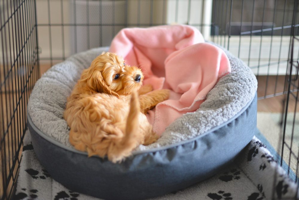 A small fluffy dog sits on a pillow inside a training crate