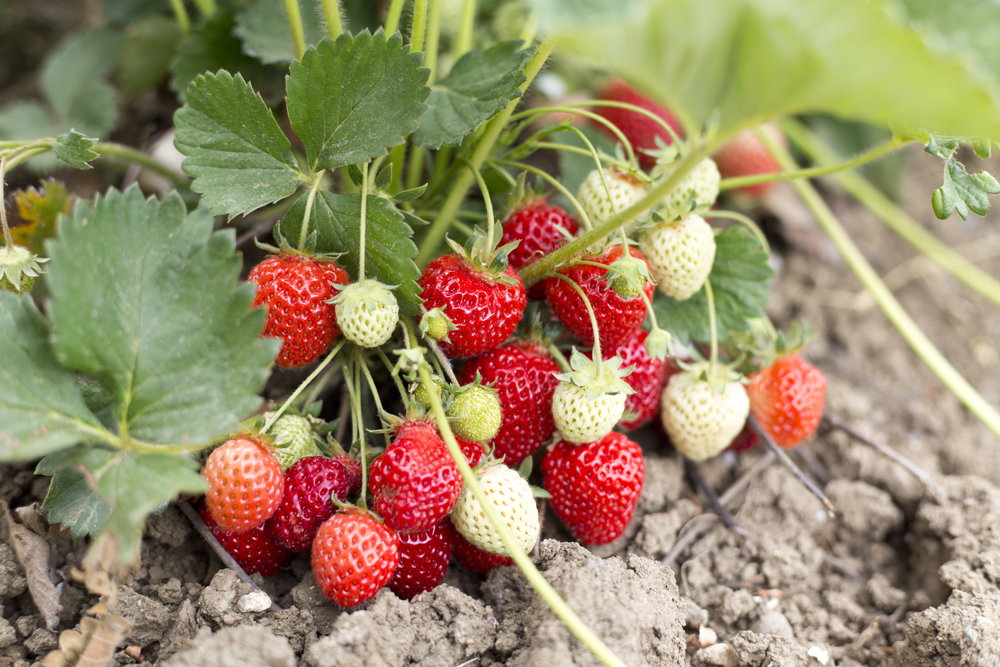 Natural strawberries