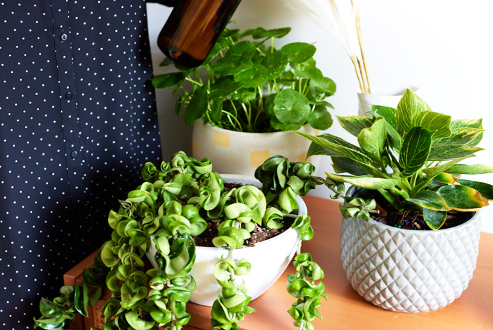 Indoor plants grouped together by Amanda Roberts
