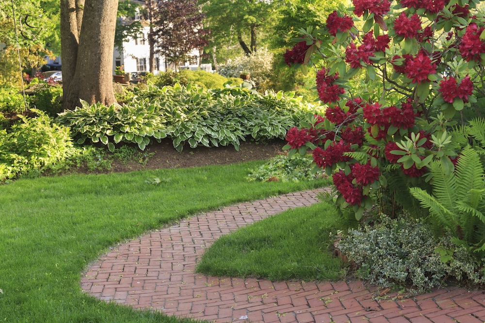 Brick path though backyard with Rhododendron