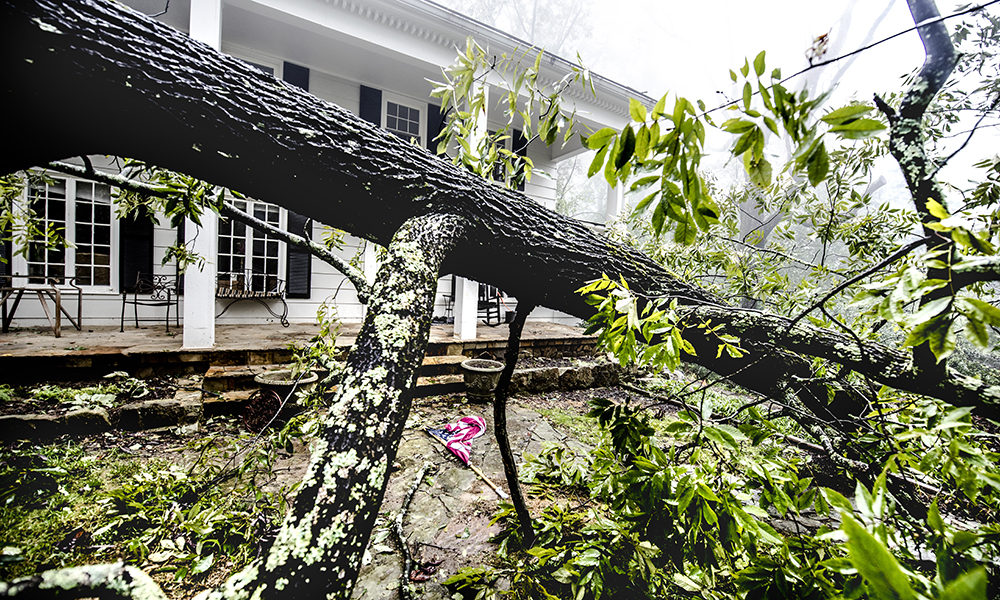 A tree branch fallen in front of a house