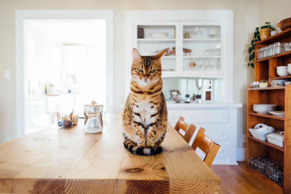 orange cat sitting on wooden dining table