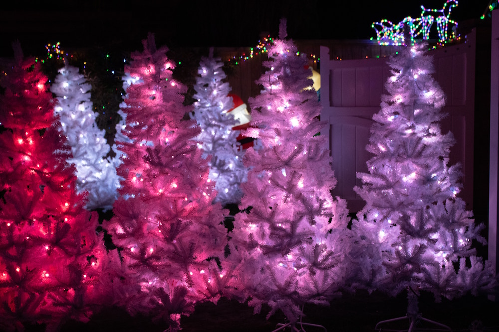 pink and white lit Christmas trees outside in front of fence
