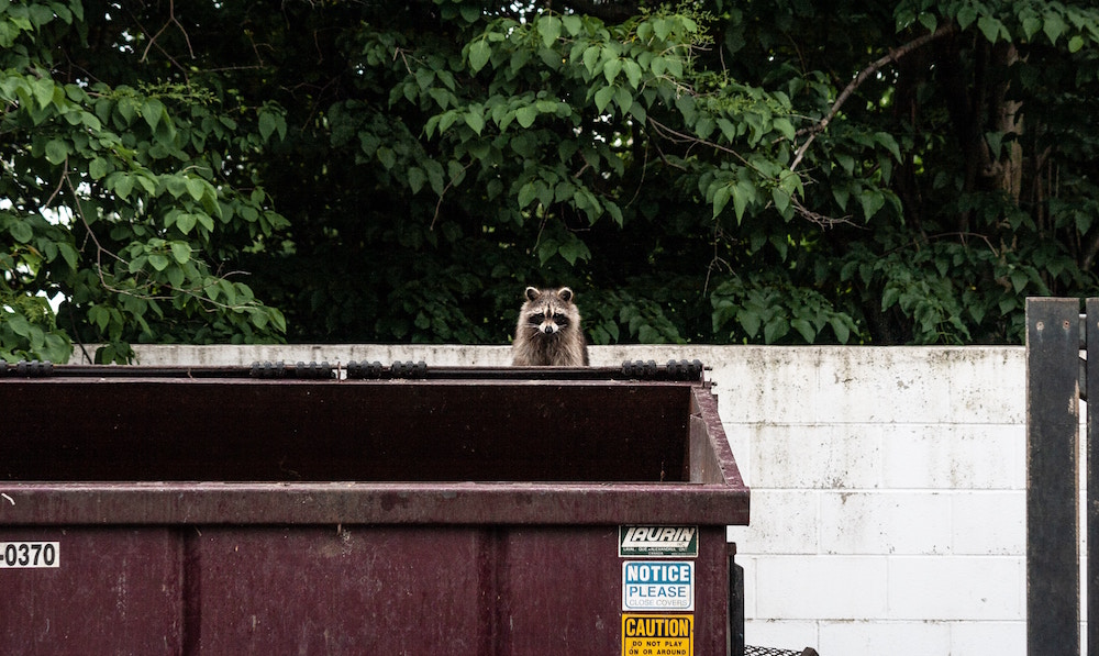 raccoon on top of brown dumpster