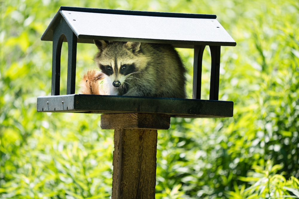 raccoon in birdhouse