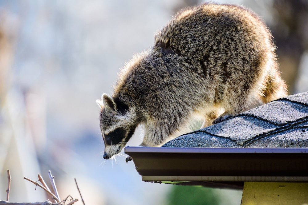 raccoon on shingled roof