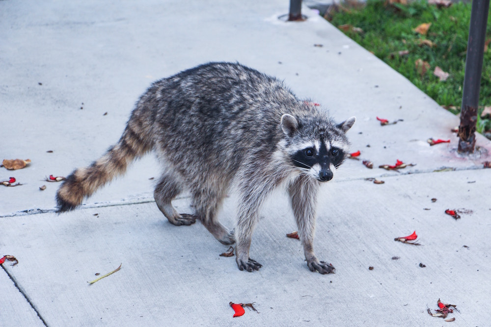 raccoon on grey sidewalk