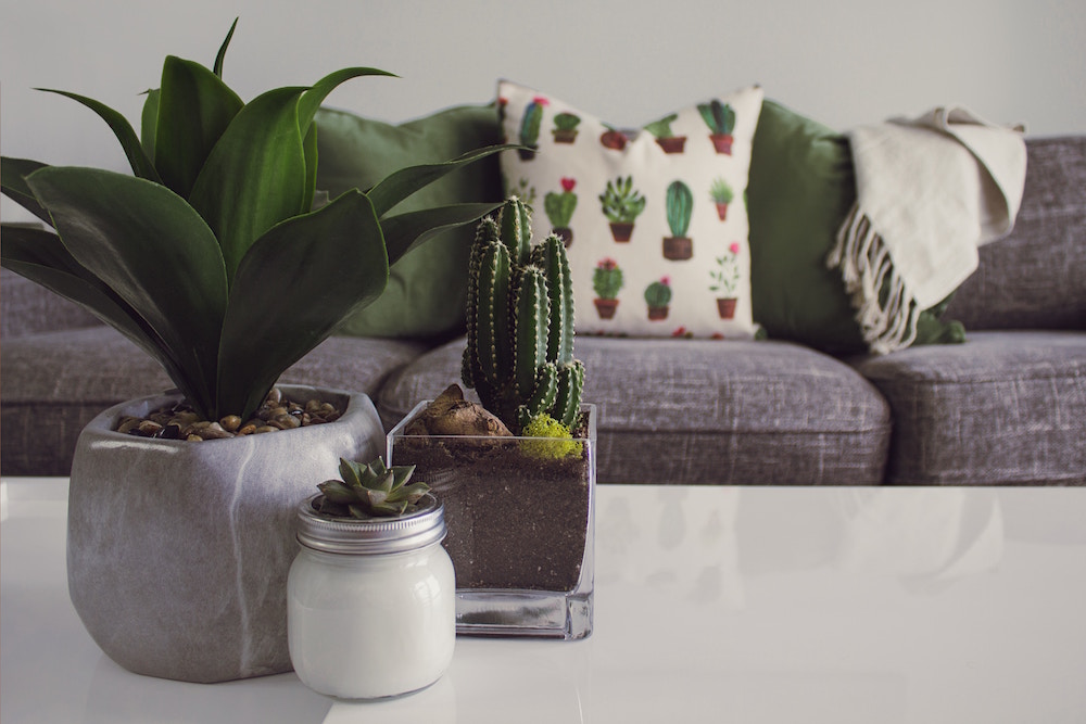 three green succulents on white table in front of grey couch