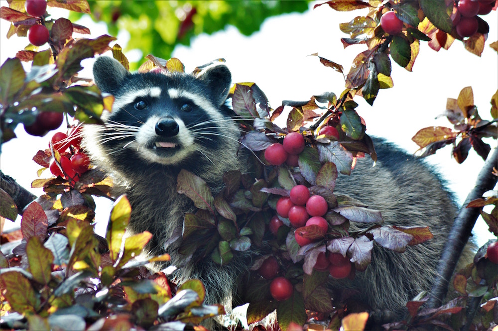 raccoon in red fruit tree