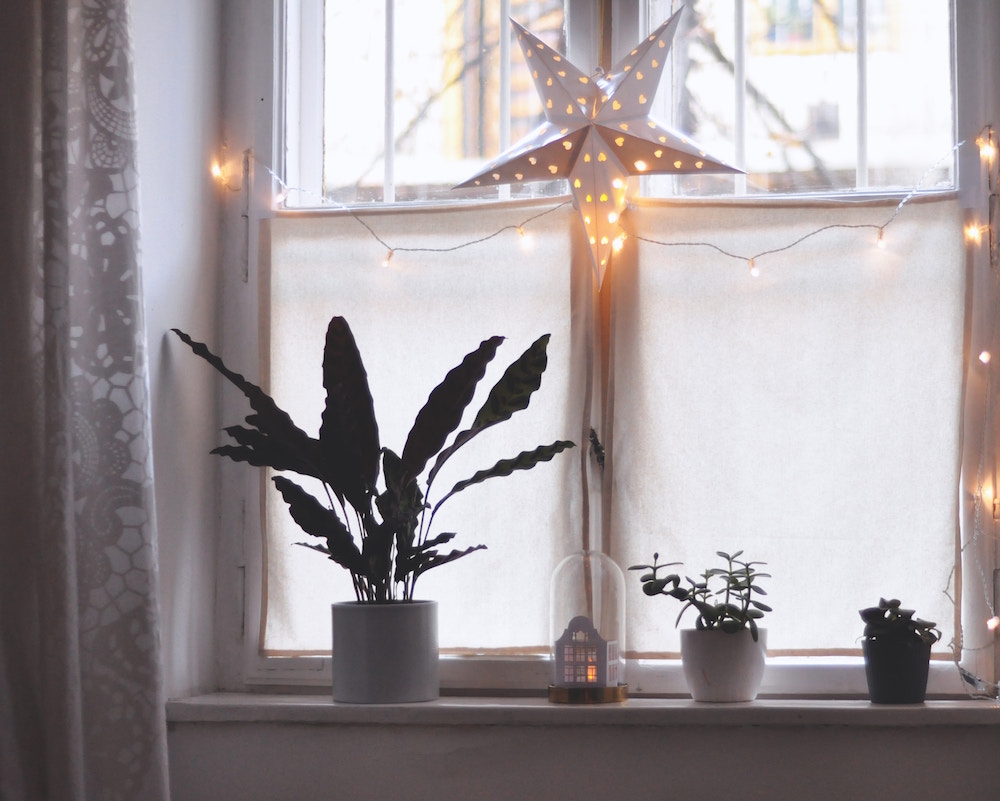 white star ornament and white lights hanging in window with green potted plants