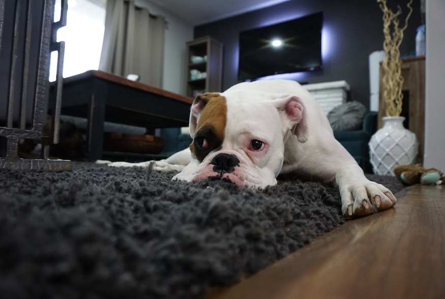 Remove carpet stains such as those left by pets' urine or feces stains using white vinegar and baking soda or salt.