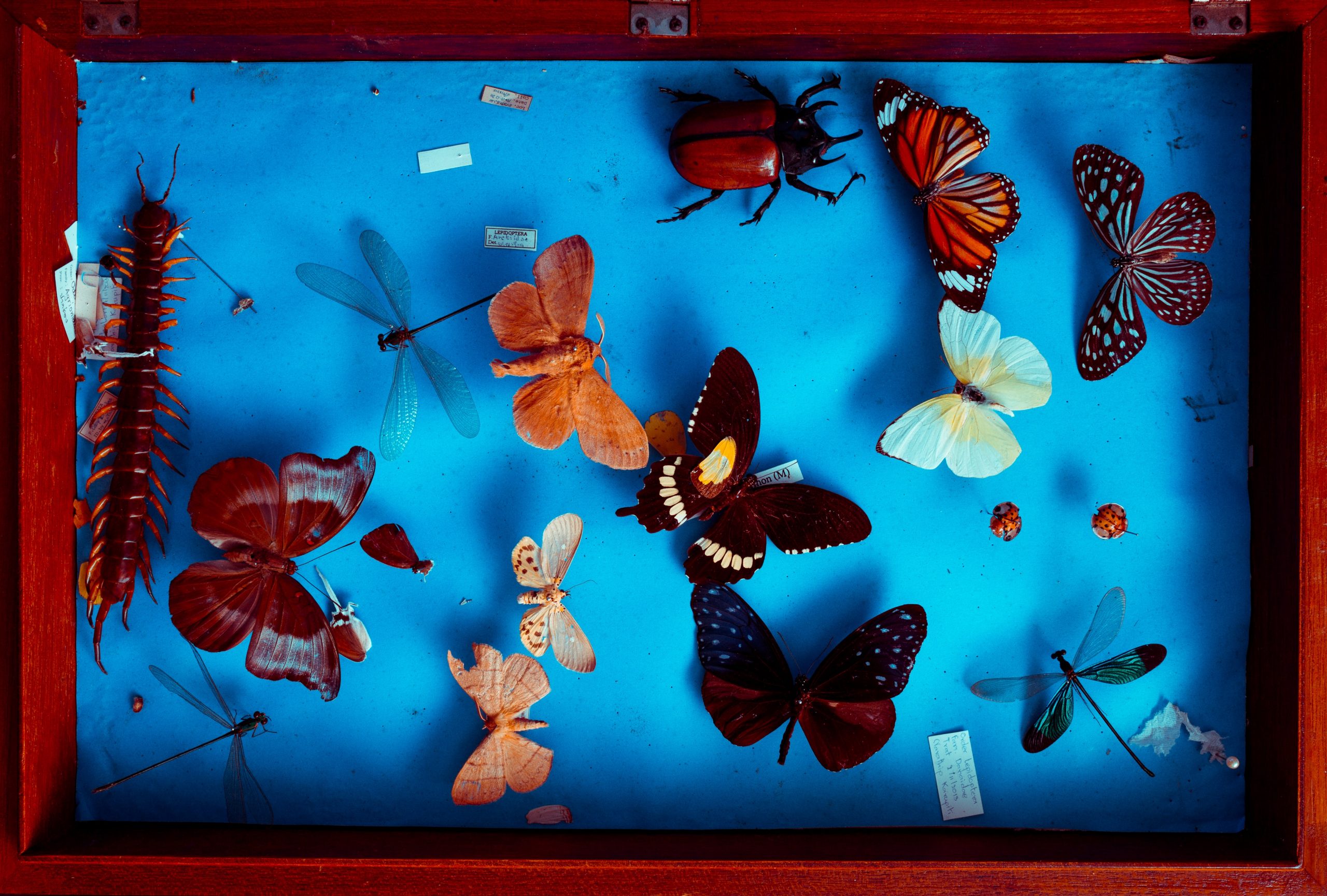An arrangement of taxidermied insects in a blue display case.