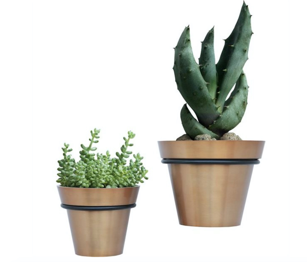 two metallic planters with green succulents on white background