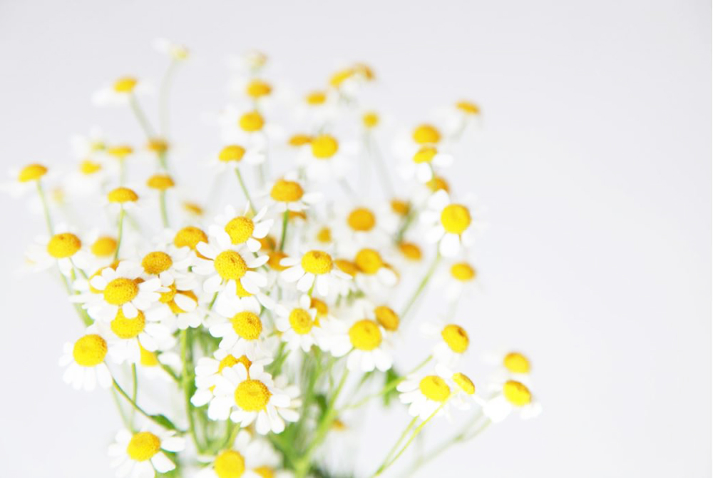 Bright chamomile flowers in a cluster