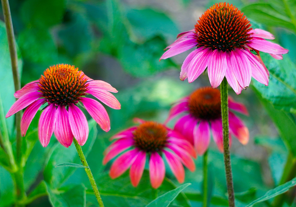 Bright pink echinacea flowers growing outdoors