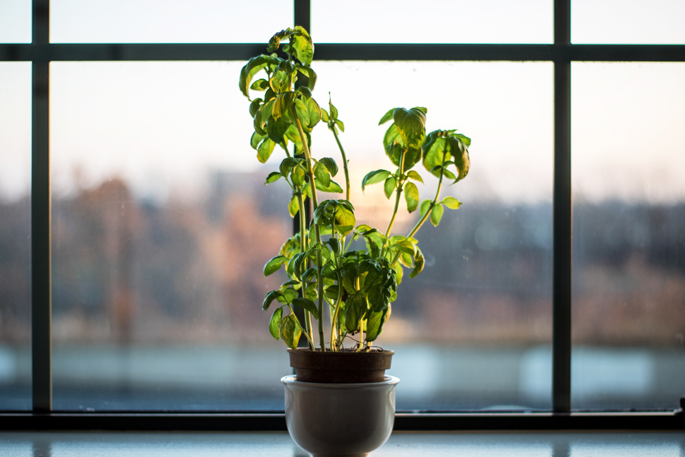 A potted basil plant on a windowsill