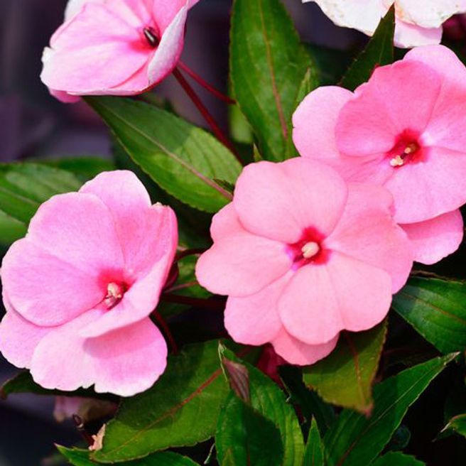 20 Indoor and Outdoor Plants That Will Flower in Winter