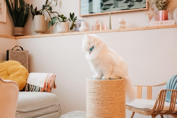 This Chic Cat Scratch Post is A Simple Yet Genius DIY