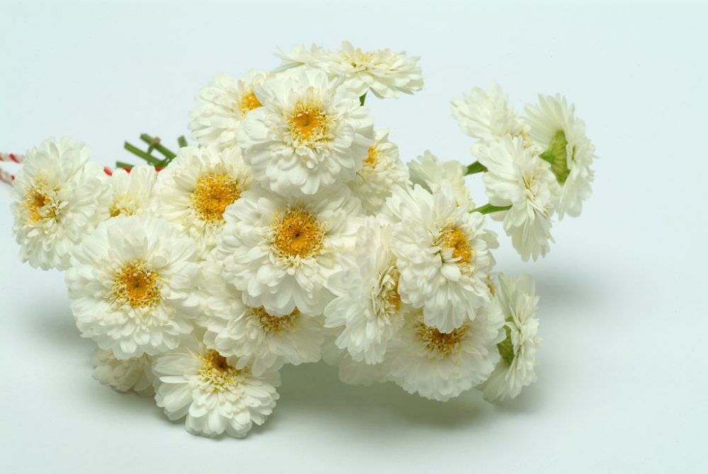 Chamaemelum Nobile flowers