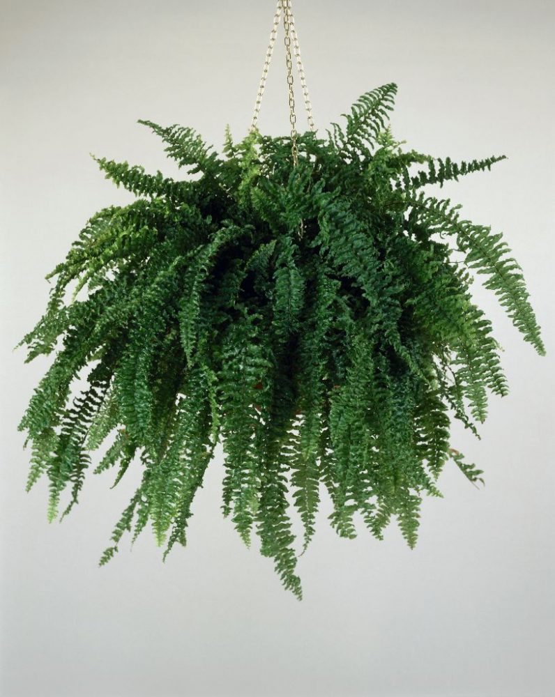 Close-up of a Boston fern plant growing in a hanging basket (Nephrolepis exaltata)