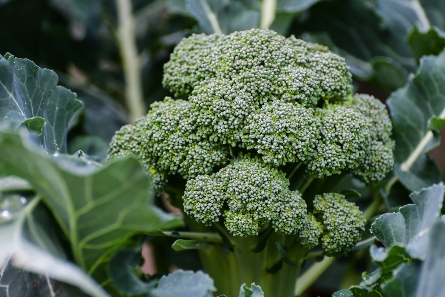 Head of broccoli growing in garden vegetable bed