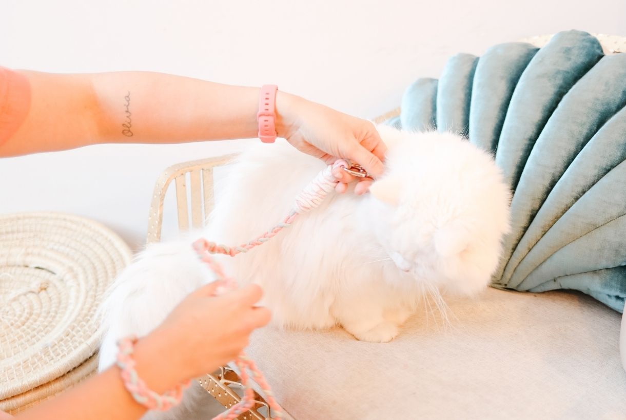 How to DIY a stylish pet leash at home