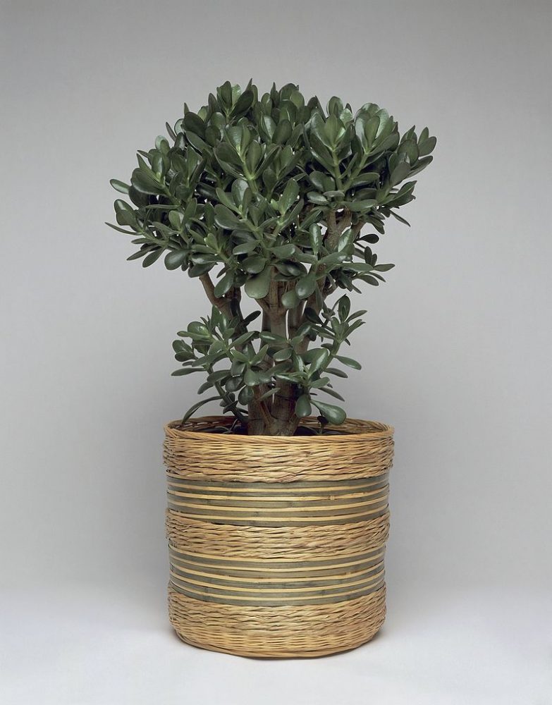 Close-up of a Jade plant in a pot (Crassula ovata)