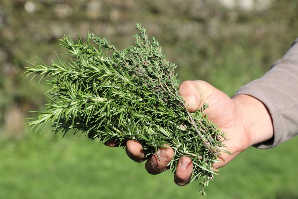 Close up of a person holding a handful of rosemary