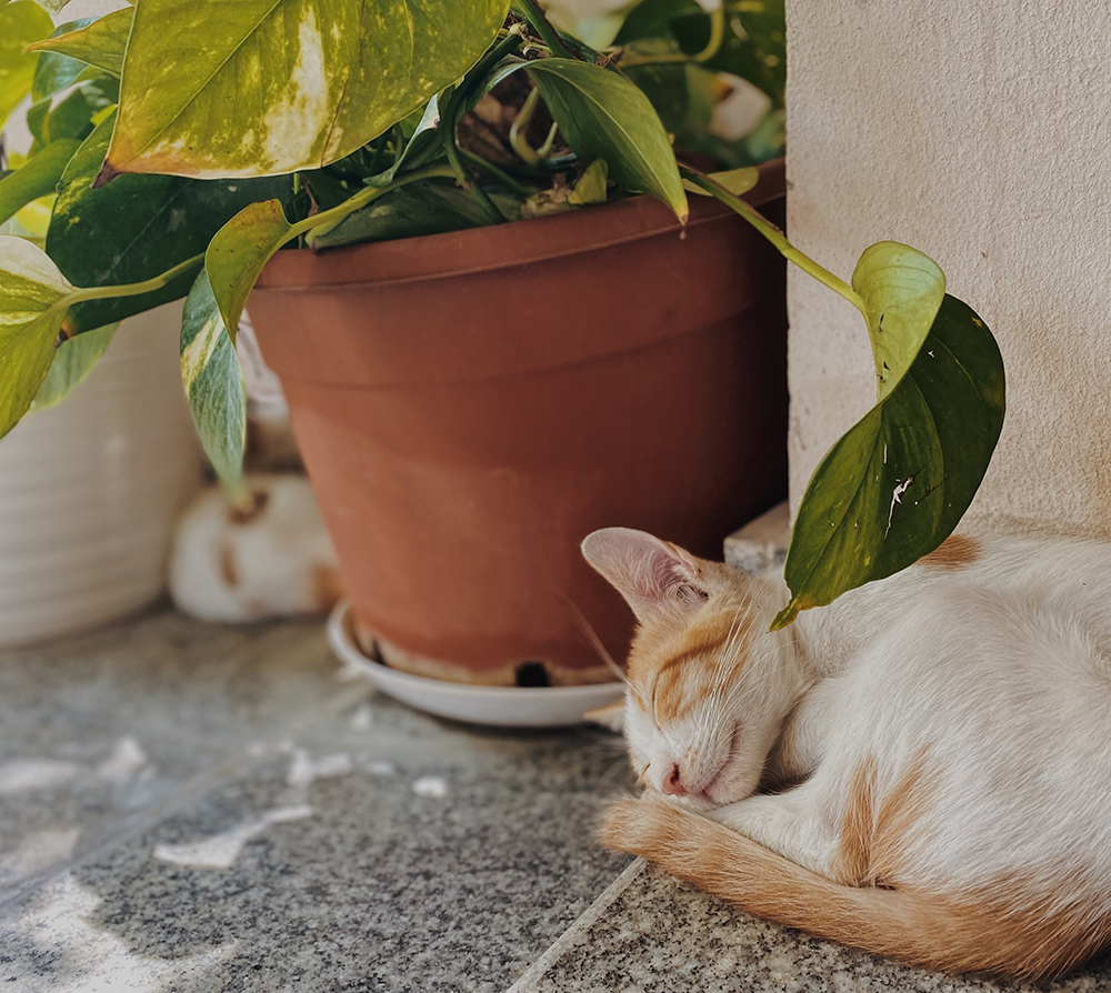 Orange and white cat napping on the floor beside a potted plant