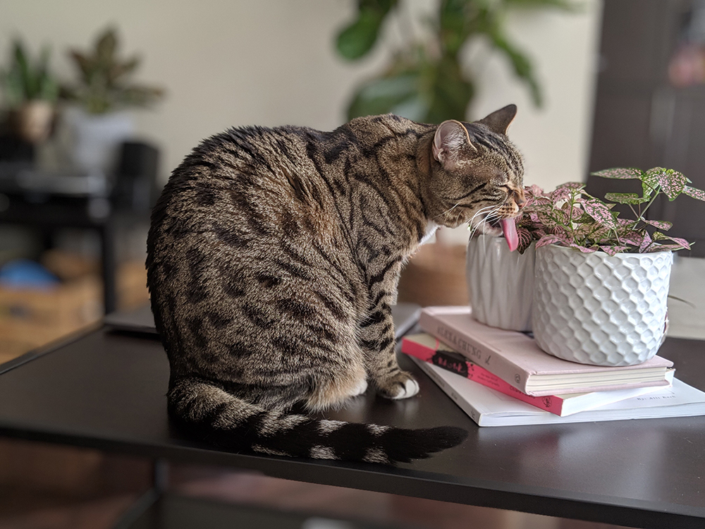 Tabby cat sitting on a table licking leaves of fittonia plants.