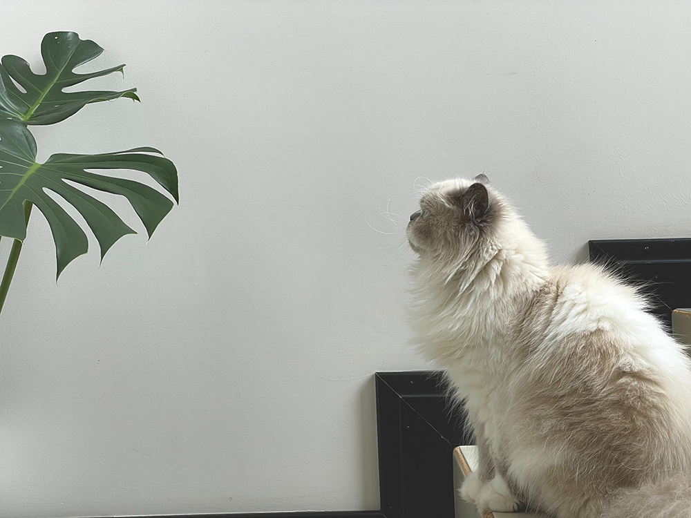 A cat sits on a table looking at a large monstera leaf.