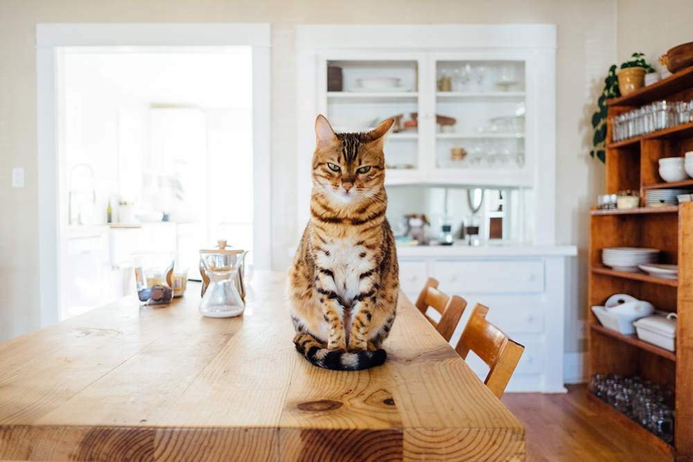 Cat sitting on a wooden table in a bright dining room with shelves in the background.