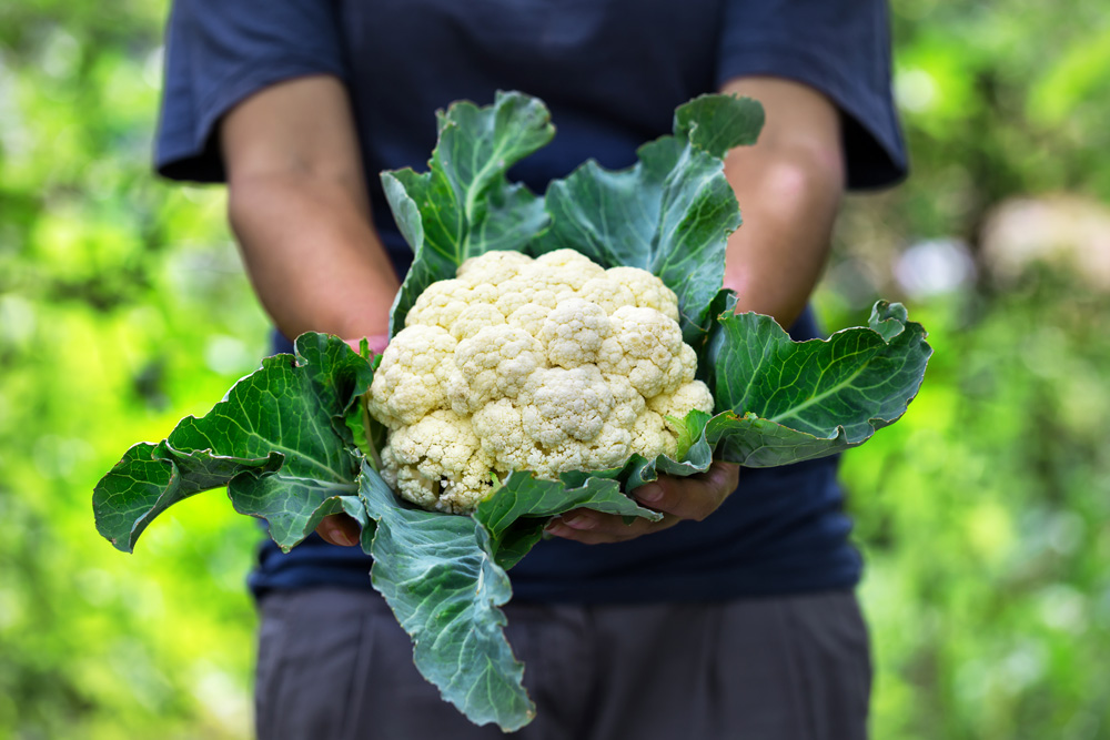 person holding cauliflower