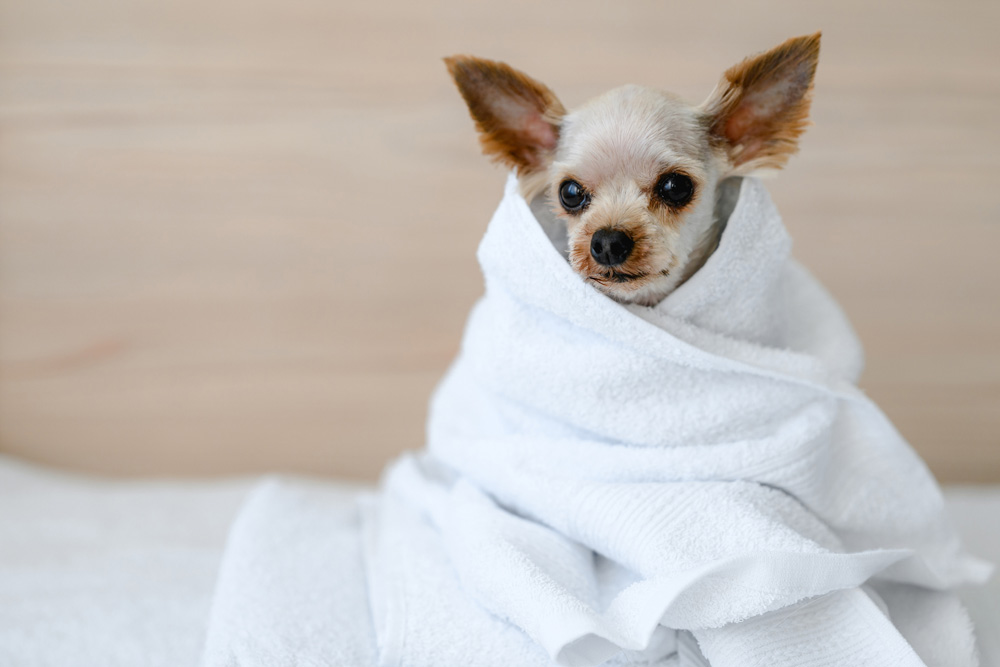 small dog wrapped in a towel