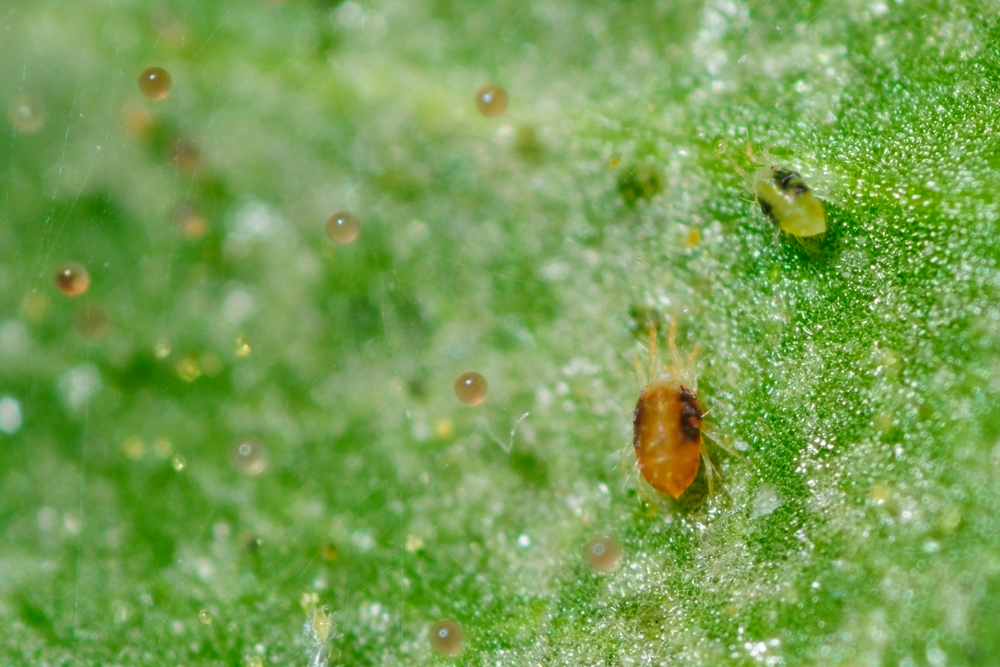 red spider mite on a plant