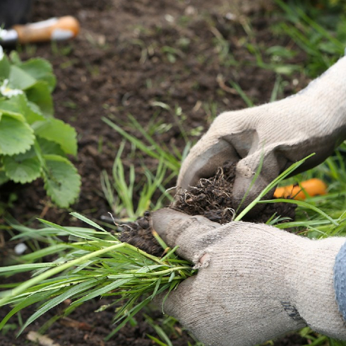 Summer Gardens: Gardener's gloved hands weeding garden