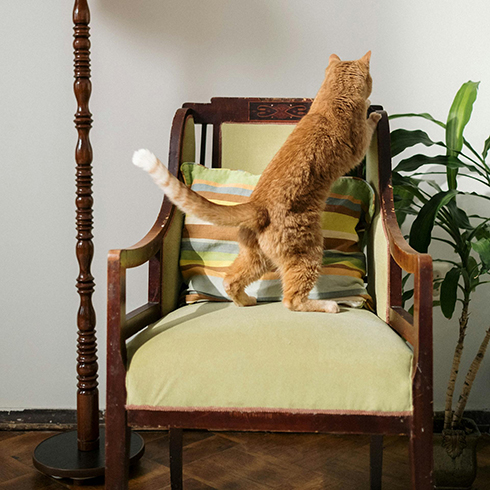 cat standing on chair