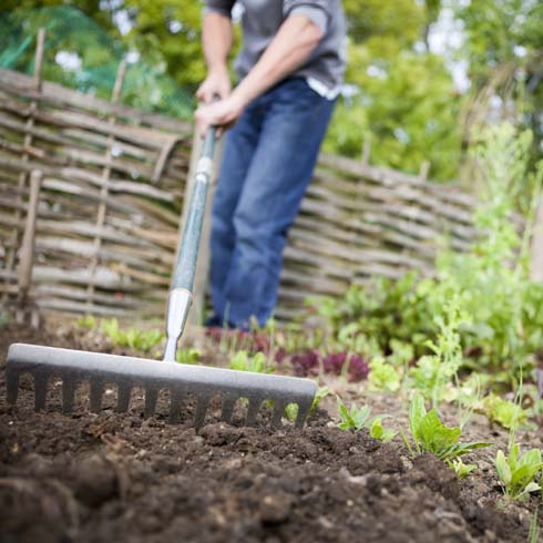 Gardener raking soil in outdoor garden