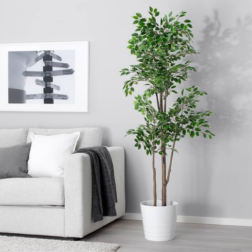 White living room with a white Ikea couch with a grey throw and grey and white pillows, a white framed photo on the wall, and a large potted plant