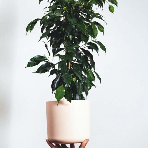 weeping fig in a white pot held against a white background