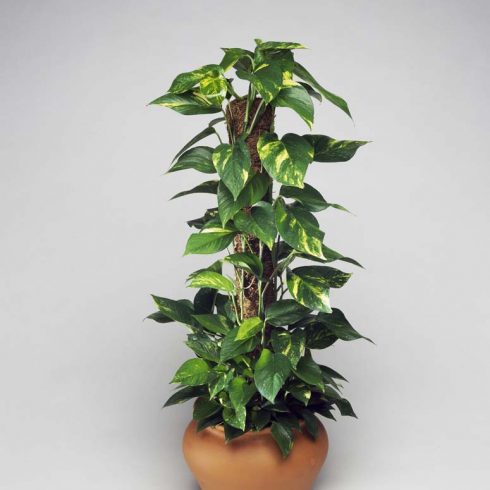golden pothos growing on a moss pole in a terracotta pot against white background