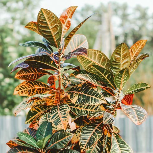 large petra croton with colourful leaves