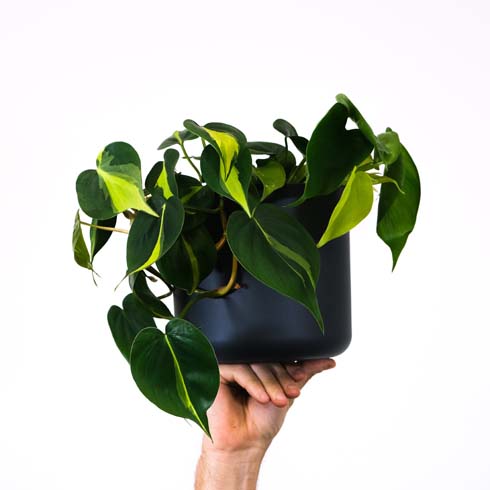 Philodendron brasil in dark pot held up by a hand