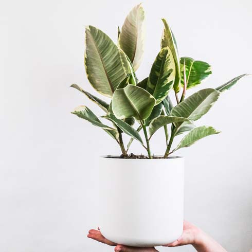 Rubber plant in a white pot being held up by a hand
