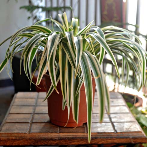 Spider plant on a wooden table on a balcony.