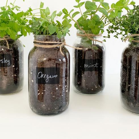 Herbs growing in glass containers