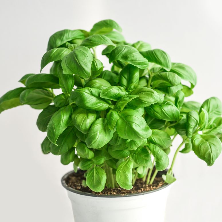 Gardening HGTV Canada   Easy Herbs To Grow Indoors Basil Feature Image 