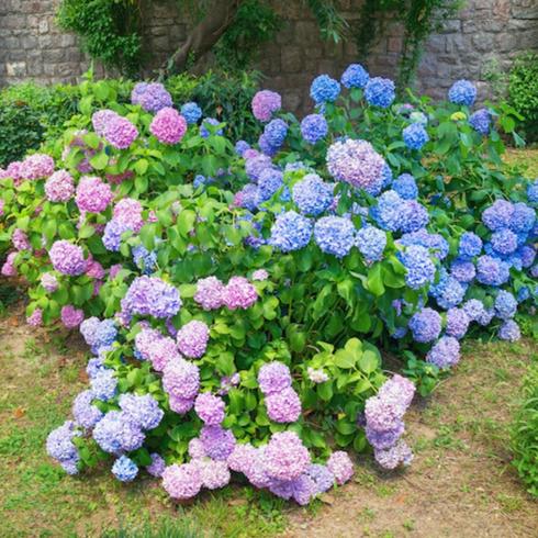 Walled garden with a huge bed filled with blue, purple and pink hydrangea flowers as part of memorial garden ideas