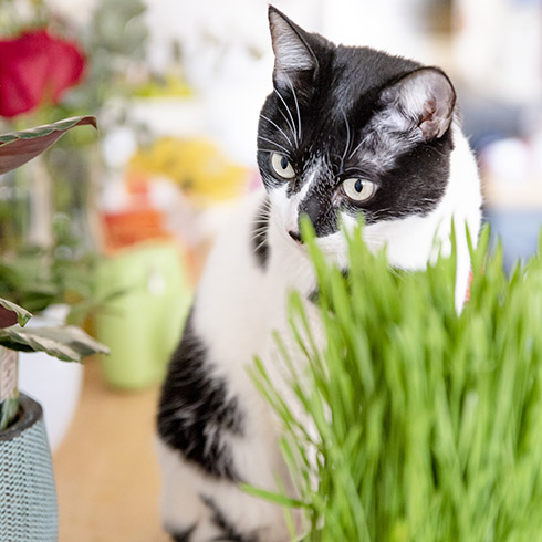Black and white cat sitting behind a pot of cat grass